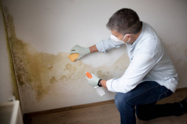 Best Post-Construction Mold Inspection  in Orion, IL