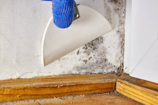 Best Commercial Mold Inspection  in Orion, IL