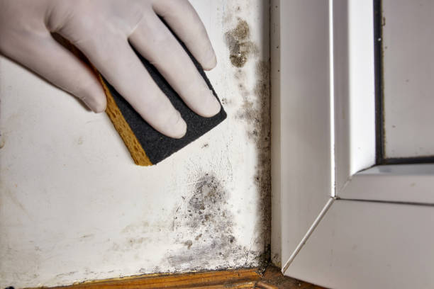Best Comprehensive Air Testing for Mold Contaminants  in Orion, IL