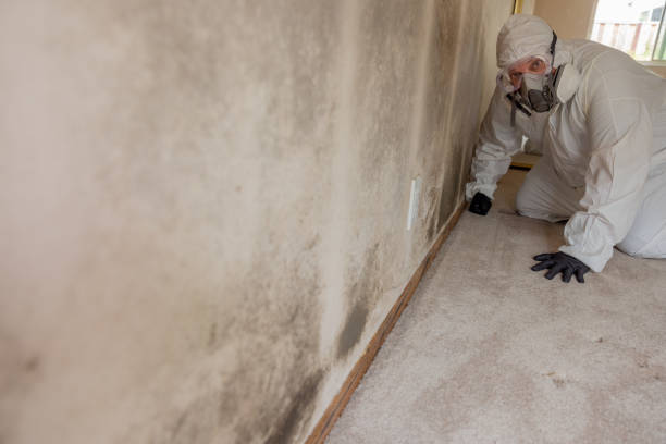 Best Biohazard Mold Removal  in Orion, IL